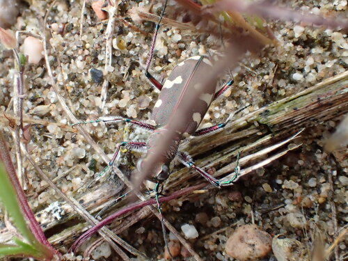 Northern Dune Tiger Beetle, Babberich, Nederland, photo 5 of 10