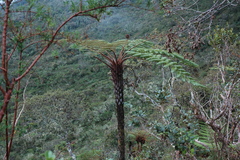 Alsophila celsa