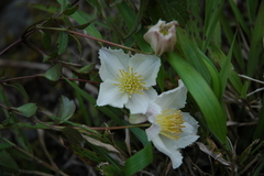 Clematis bojeri