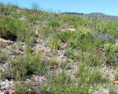 Aspalathus acanthes