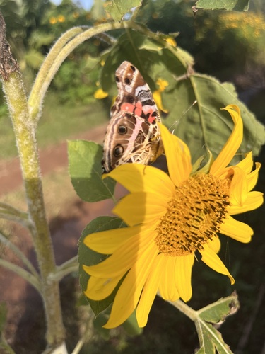 Banded Lady