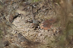 Aspidoscelis uniparens