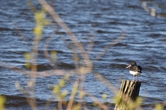 Haematopus ostralegus