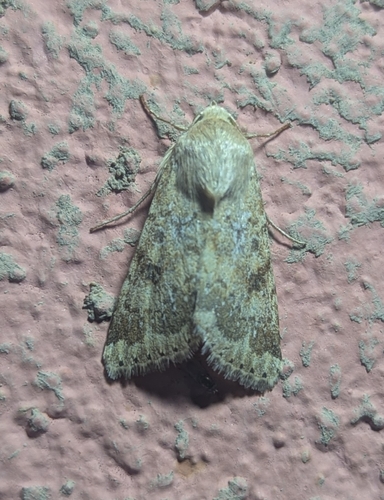 Eastern Bordered Straw
