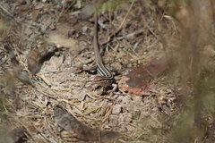 Aspidoscelis uniparens