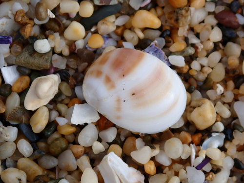 Mammilla melanostoma observed 2026-05-26