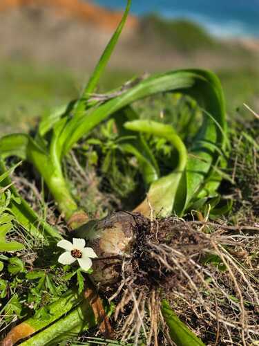 Albuca bracteata