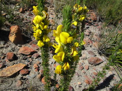Aspalathus acanthes