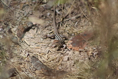 Aspidoscelis uniparens