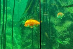 Chrysoblephus gibbiceps