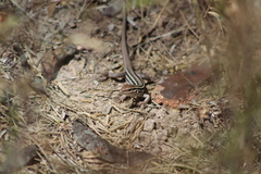 Aspidoscelis uniparens