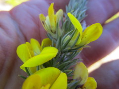Aspalathus acanthes