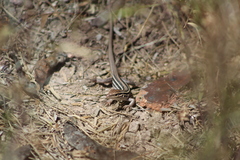 Aspidoscelis uniparens