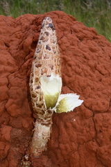 Podaxis beringamensis