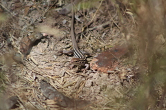 Aspidoscelis uniparens