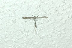 Amblyptilia pica
