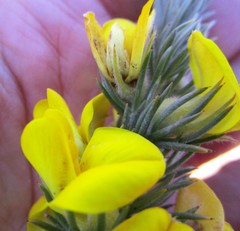 Aspalathus acanthes
