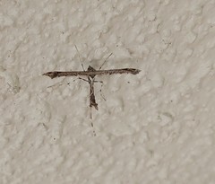 Amblyptilia pica