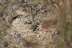 Aspidoscelis uniparens