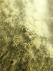 Podaxis beringamensis