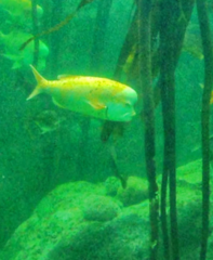 Chrysoblephus gibbiceps