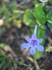 Streptocarpus rexii, photograph (c) Haneef Tayob, some rights reserved (CC BY)
