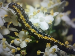 Depressaria daucella