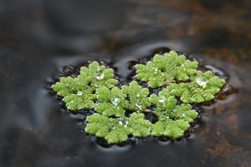 Red Azolla