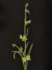 Pectocarya platycarpa