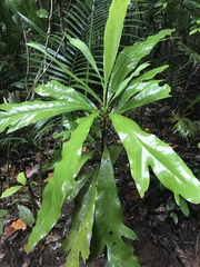 Placospermum coriaceum