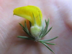 Aspalathus acanthes
