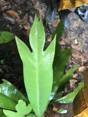 Placospermum coriaceum