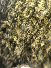 Podaxis beringamensis