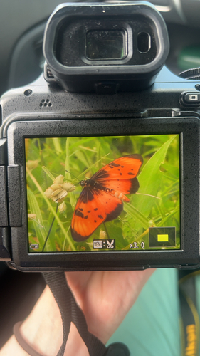 Natal Acraea