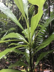 Placospermum coriaceum