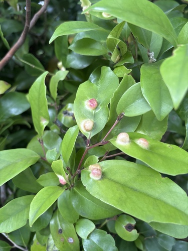 Distylium racemosum observed 2026-05-26
