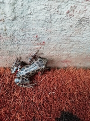 Hylambates maculatus