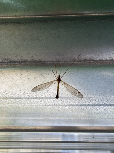 Lunatipula