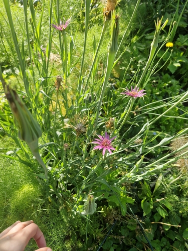 Southern Salsify
