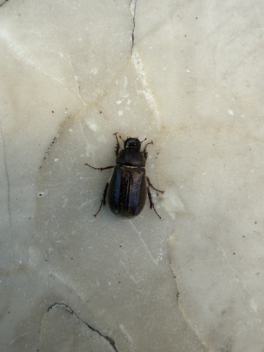 Aplidia transversa