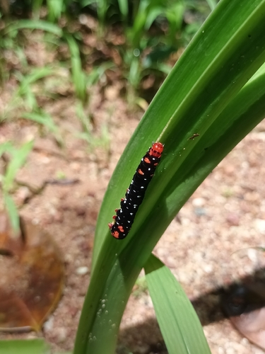 Indian Lily Moth