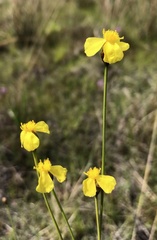 Xyris stenotera
