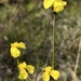 Narrowleaf Yellow-eyed Grass - Photo (c) brettbudach, some rights reserved (CC BY-NC)