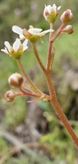 Micranthes californica