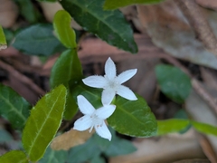 Mitchella undulata, photograph (c) plant 0302, some rights reserved (CC BY)