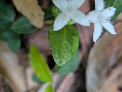 Mitchella undulata, photograph 4