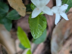 Mitchella undulata, photograph (c) plant 0302, some rights reserved (CC BY)