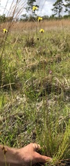 Xyris stenotera