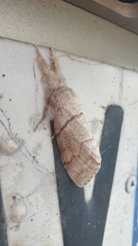 Pale Tussock Moth