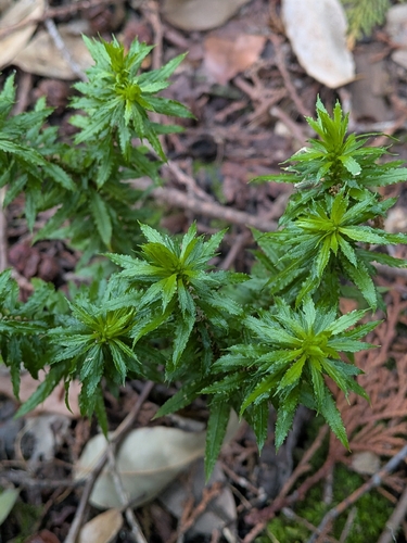 Huperzia serrata, photograph 5